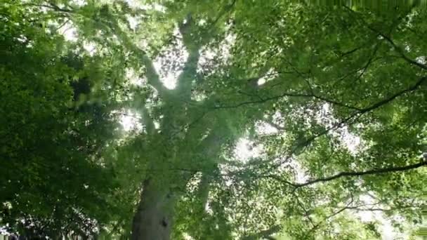 Зелені Дерева Лісі — стокове відео