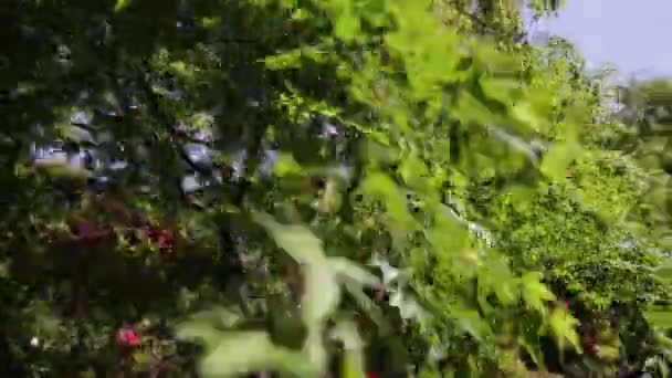 Arbres Verts Dans Jardin — Video