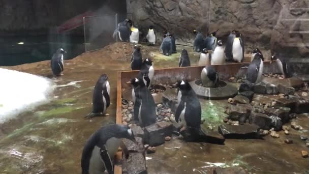 Een Groep Schattige Pinguïns Een Glazen Kooi Een — Stockvideo