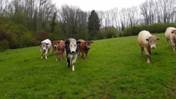 Bir Sığır Sürüsü Inekler Çimlerle Kaplı Bir Çayır Otlağında Otluyor — Stok video