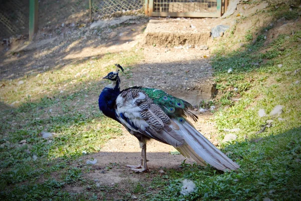 Peacock Beautiful Blue Feathers Park — Stock Photo, Image
