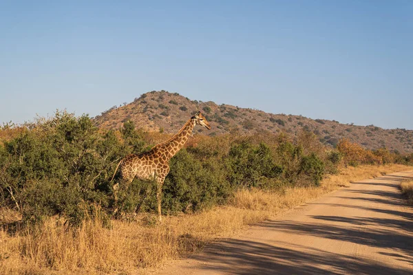 Une Girafe Safari Par Une Journée Ensoleillée — Photo