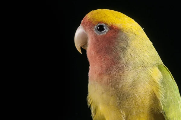 Primo Piano Piccioncino Giallo Verde Isolato Uno Sfondo Nero — Foto Stock