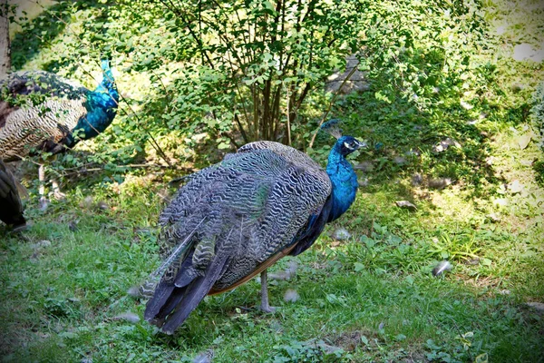 Paon Avec Belles Plumes Bleues Dans Parc — Photo