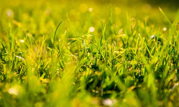 Detailní Záběr Zelené Trávy Světly Bokeh — Stock fotografie