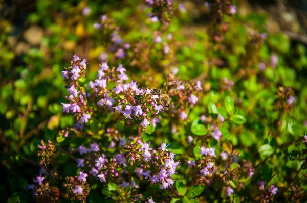 Eine Nahaufnahme Von Enzian Gentianaceae Blühenden Pflanzen Sonnenlicht — Stockfoto