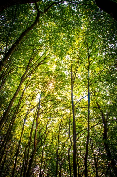 Tiro Baixo Ângulo Belas Árvores Verdes Altas Sob Luz Solar — Fotografia de Stock