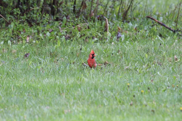 Güzel Kuzeyli Kardinal Kuş Vahşi Çayırlarda — Stok fotoğraf