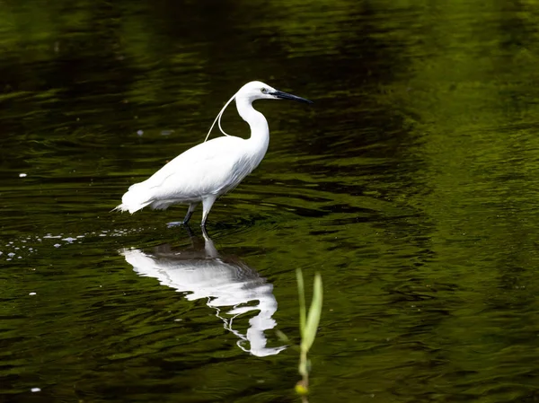 Little Egret Walking Lake — Φωτογραφία Αρχείου