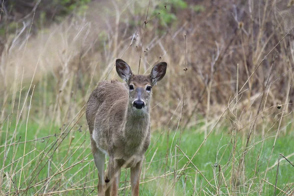 Een Schattig Witstaarthert Het Grasveld Het Wild — Stockfoto