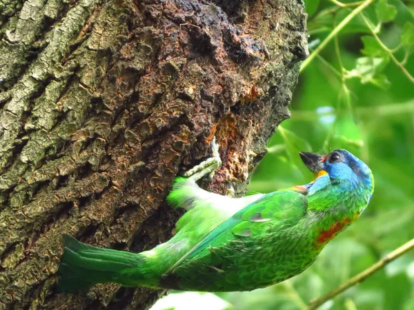 Szelektív Fókusz Lövés Egy Gyönyörű Tajvani Barbet Psilopogon Nuchalis — Stock Fotó