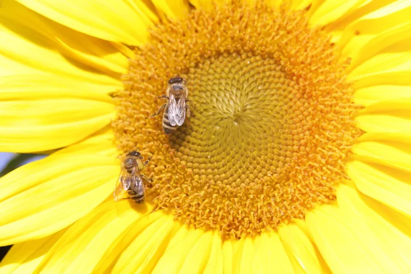 ひまわりへのミツバチの選択的な焦点 — ストック写真