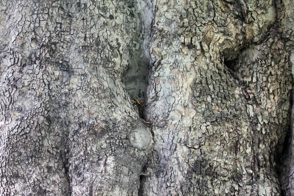 Zbliżenie Ujęcia Starego Pnia Drzewa — Zdjęcie stockowe