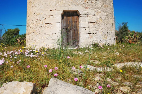 Closeup Shot Spring Flowers Growing Wild Abandon Base Old Ibiza — Stock Photo, Image