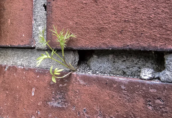 Egy Közeli Kép Egy Fűről Ami Betonfalon — Stock Fotó