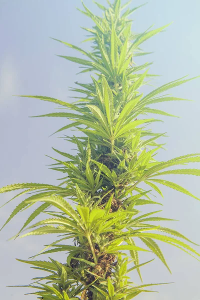 Vertikal Bild Cannabisväxter Blå Himmel — Stockfoto