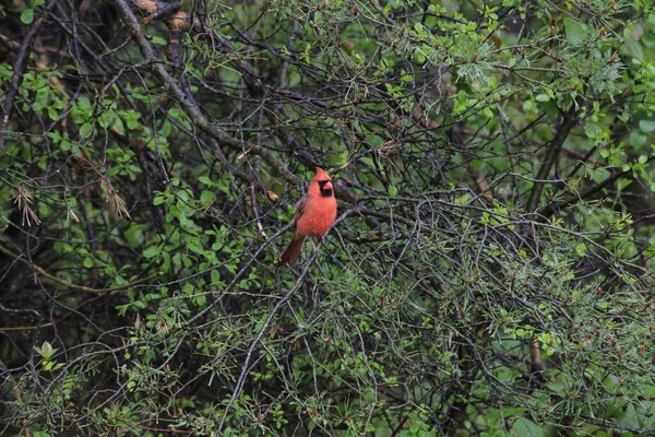 Der Schöne Nördliche Kardinalvogel Hockt Freier Wildbahn Auf Dem Ast — Stockfoto