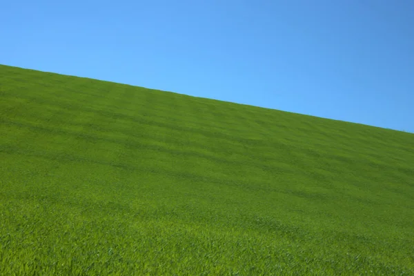Живописный Вид Пейзаж Зеленым Пшеничным Полем Склоне Холма — стоковое фото