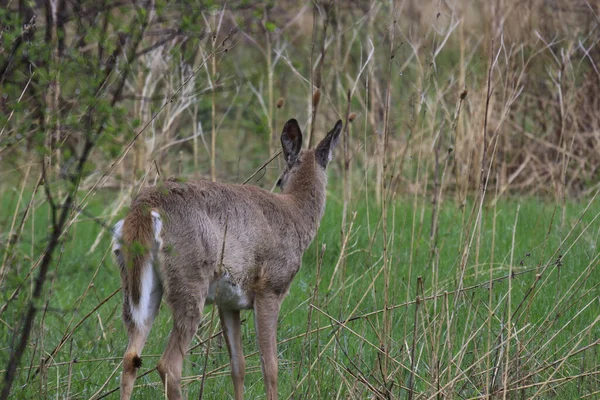 Ein Entzückendes Weißschwanzhirsch Auf Der Wiese Freier Wildbahn — Stockfoto