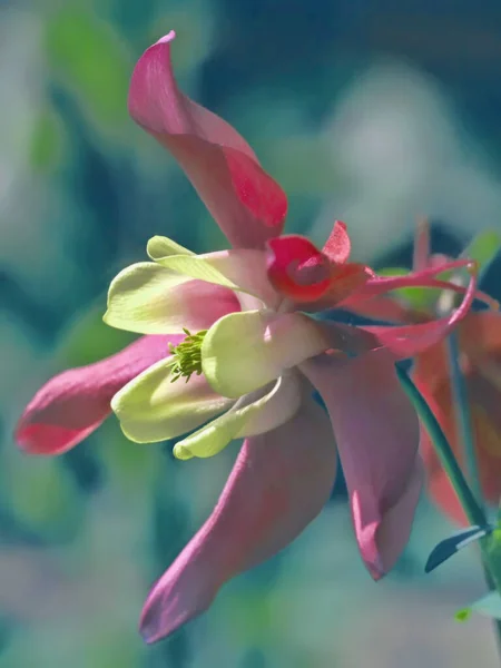 Primer Plano Una Flor Columbina Con Fondo Borroso — Foto de Stock