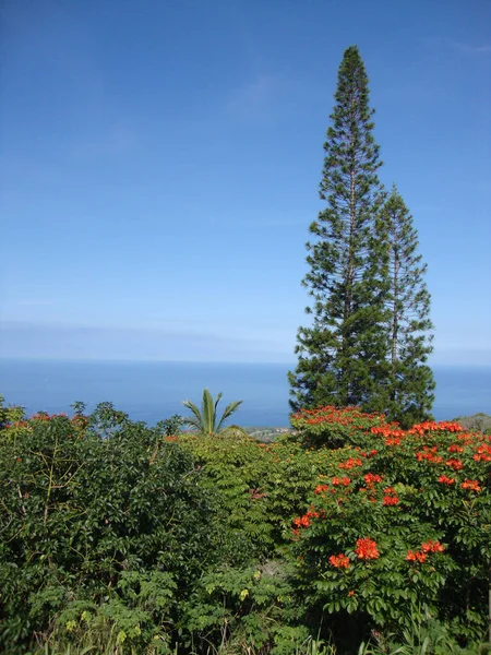 Schöne Pflanzen Und Üppige Vegetation Auf Kona Der Großen Insel — Stockfoto