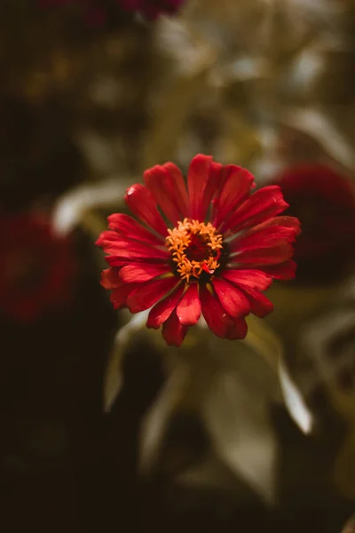 Güzel Kırmızı Bir Çiçeğin Dikey Çekimi — Stok fotoğraf