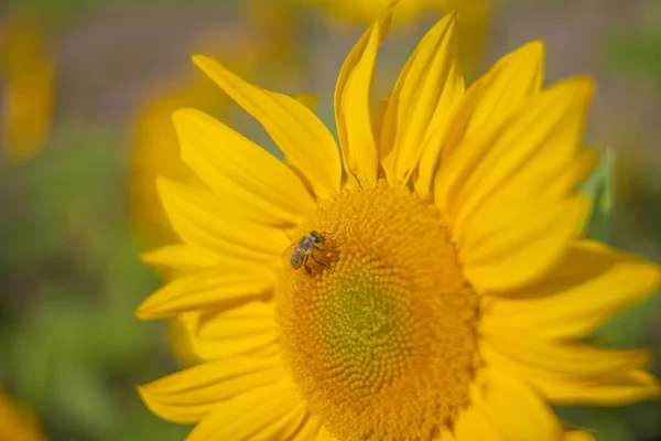 Selektiver Fokus Einer Biene Auf Einer Sonnenblume — Stockfoto