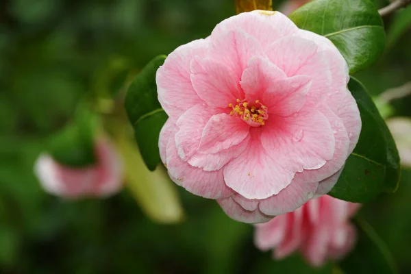Fleurs Roses Délicates Camélia Japonais Avec Des Feuilles Vertes Dans — Photo