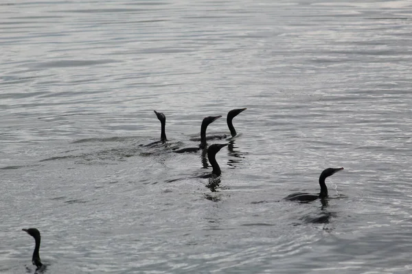 Una Bandada Cormoranes Salvajes Con Cuello Largo Superficie Del Mar — Foto de Stock