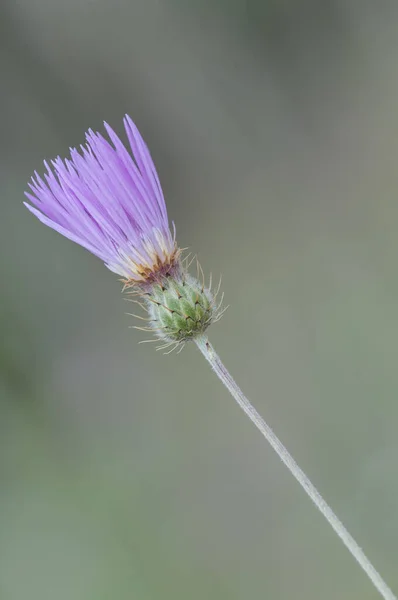 Detailní Záběr Fialové Bodláčí Rozmazaném Pozadí — Stock fotografie