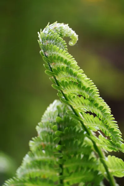 Sunlit Fern Woods Blurred Background — Stock Photo, Image