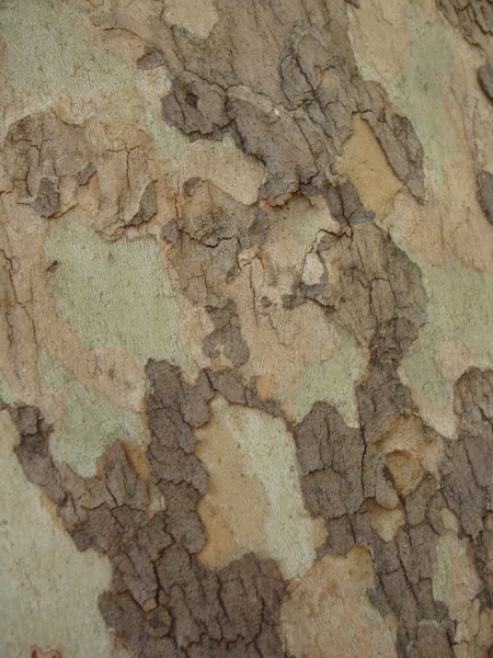 Yıpranmış Huş Ağacı Kabuğu Dokusuna Yakın Çekim — Stok fotoğraf