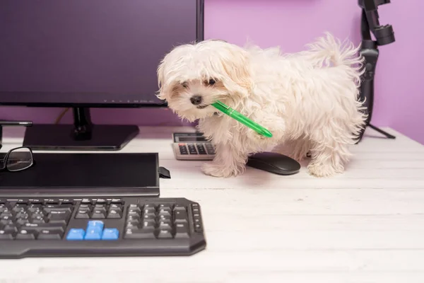 Cachorro Branco Bonito Uma Mesa Computador Comendo Uma Caneta Verde — Fotografia de Stock