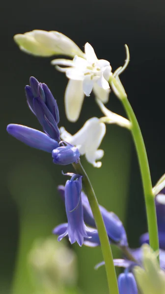 Selektywne Skupienie Pięknie Kwitnących Kwiatach Niebieskiego Dzwonu Dziczy — Zdjęcie stockowe