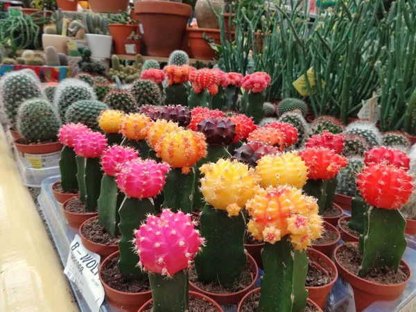 Bangalore Inde Août 2020 Cactus Coloré Arrangé Pépinière Vendre Avec — Photo