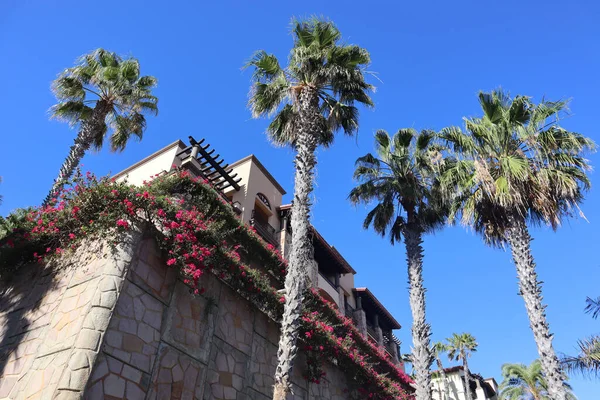 Ein Niedriger Winkel Eines Architektonischen Gebäudes Und Palmen Los Cabos — Stockfoto