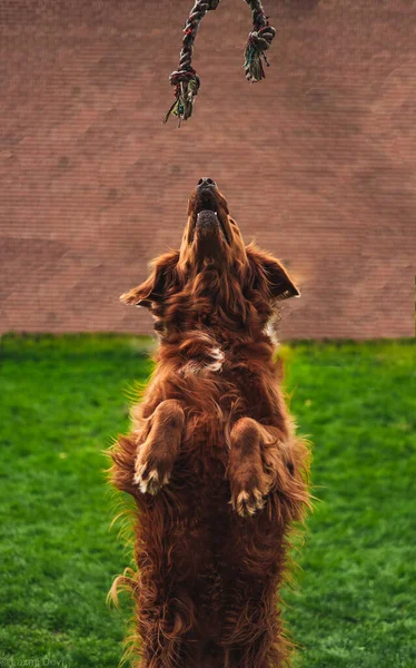 Sebuah Gambar Vertikal Dari Anjing Berbulu Lucu Bermain Dengan Sepotong — Stok Foto