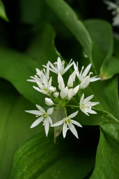 Flores Brancas Alho Selvagem Fundo Folhagem Verde — Fotografia de Stock