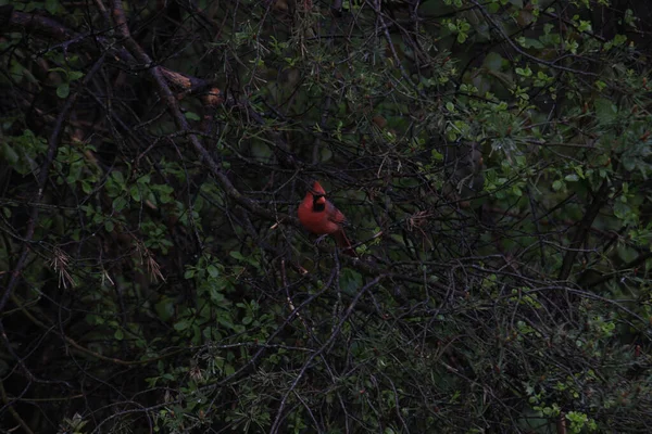 Piękny Północny Kardynał Ptak Siedzący Gałęzi Drzewa Dziczy — Zdjęcie stockowe