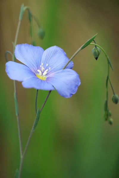 Une Délicate Fleur Bleu Clair Lin Vivace Dans Fond Flou — Photo