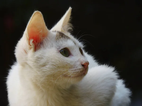 Gros Plan Petit Chat Mignon Avec Fond Noir — Photo