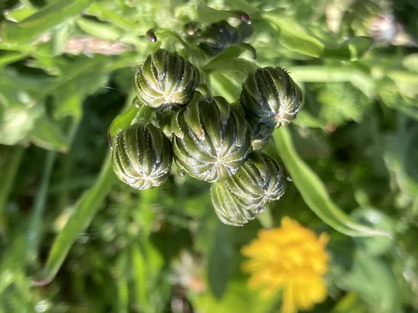 Closeup New Growing Flower Buds Garden — Stock Photo, Image