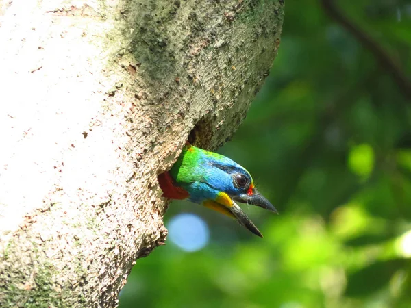 Szelektív Fókusz Lövés Egy Gyönyörű Tajvani Barbet Psilopogon Nuchalis — Stock Fotó