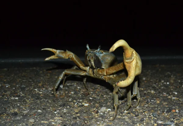 Closeup Shot Ugly Crab Walking Beach — Stock Photo, Image