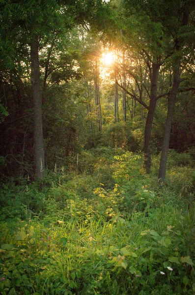 Buen Tiro Bosque Verde — Foto de Stock