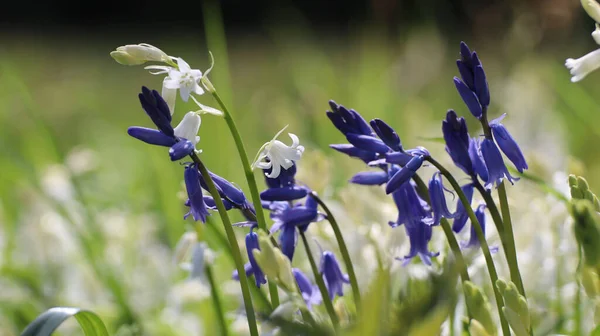 Foco Seletivo Das Flores Sino Azul Lindamente Florescidas Natureza — Fotografia de Stock