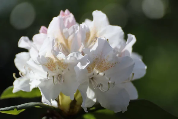 Selektywne Skupienie Pięknie Kwitnących Białych Kwiatów Rododendronu Dziczy — Zdjęcie stockowe