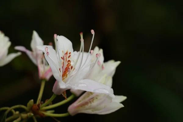 Close Flores Suaves Brancas Galho Árvore Maçã Fundo Preto — Fotografia de Stock