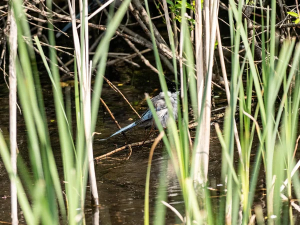 Eine Azurblaue Elster Versteckt Sich Schilf — Stockfoto