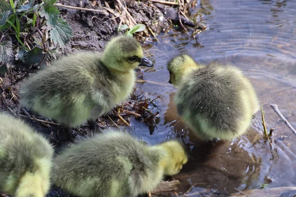 Primer Plano Los Pequeños Adorables Goslings Amarillos Suaves Agua Parque — Foto de Stock
